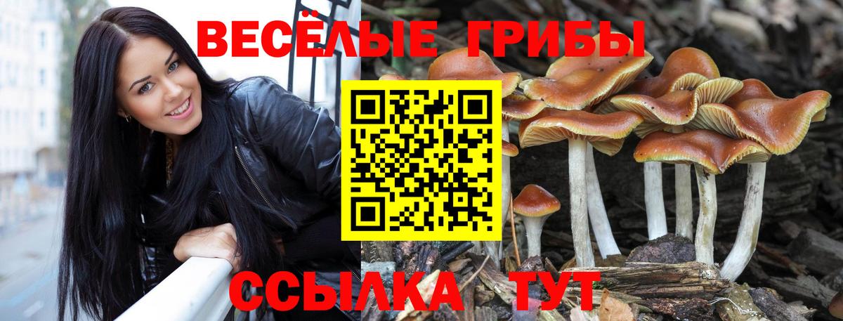 Псилоцибиновые грибы Psilocybine cubensis Балахна